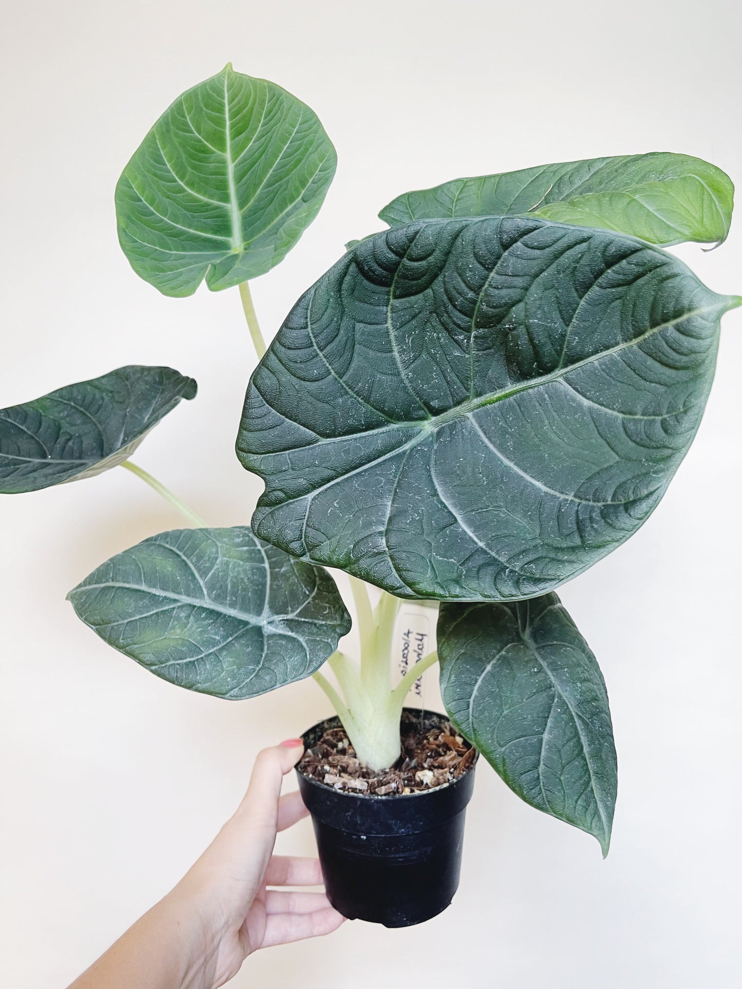 Alocasia Maharani 4.5" Pot