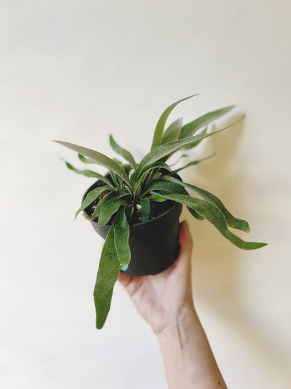 Platycerium Veitchii Silver Staghorn 4.5” Pot