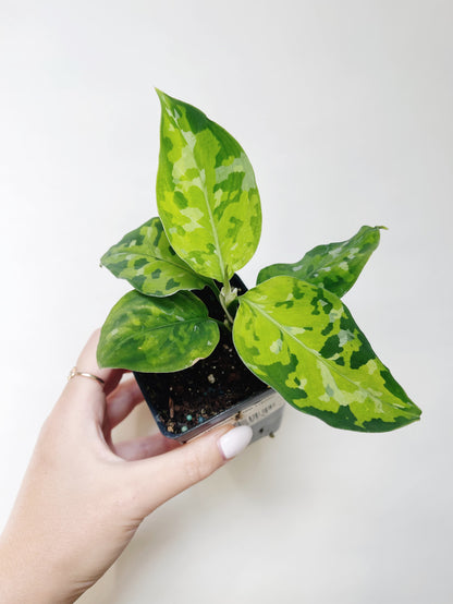 Aglaonema Pictum Tricolor 3” Pot