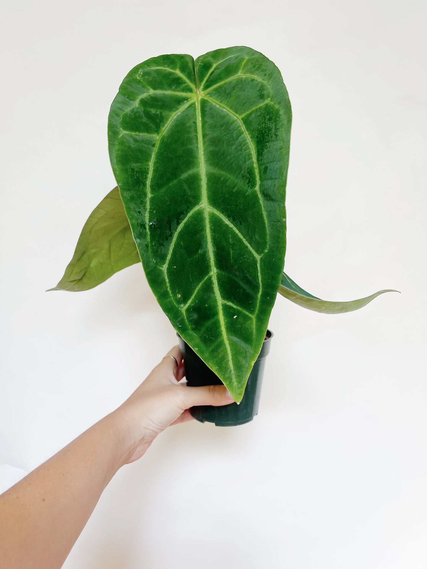Anthurium AOS x Magnificum Silver 4” Pot