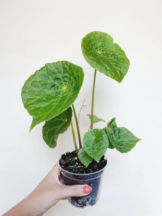 Begonia Natunaensis 4” Pot