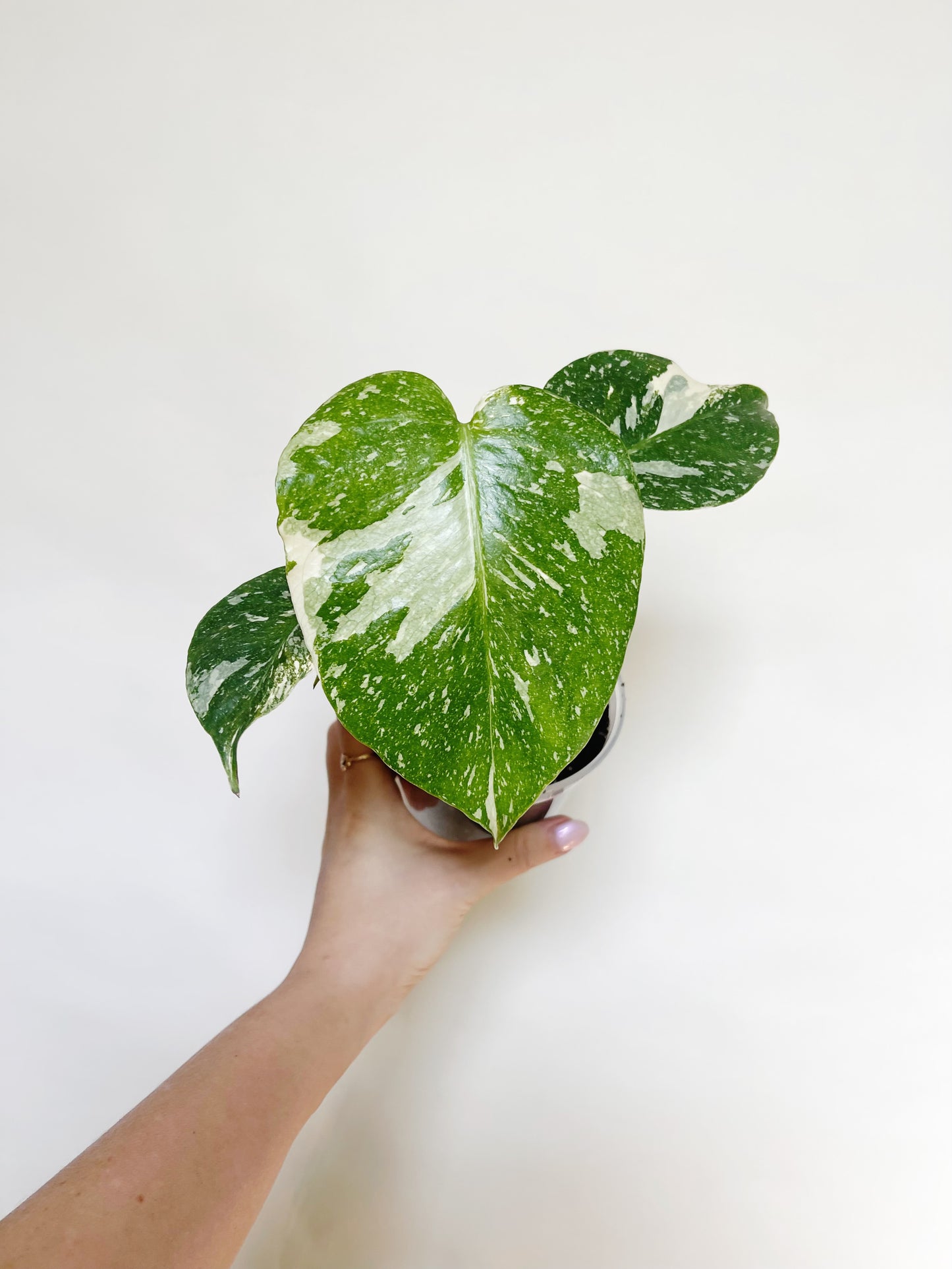 Monstera Deliciosa Thai Constellation 4" Pot Live Rare Plant