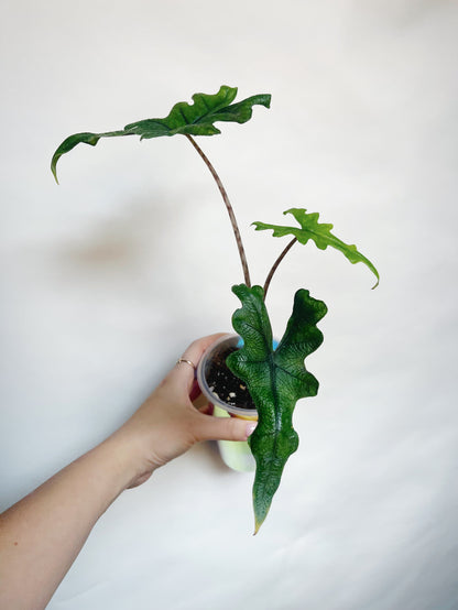 Alocasia Tandurusa Jacklyn Rare Live Plant