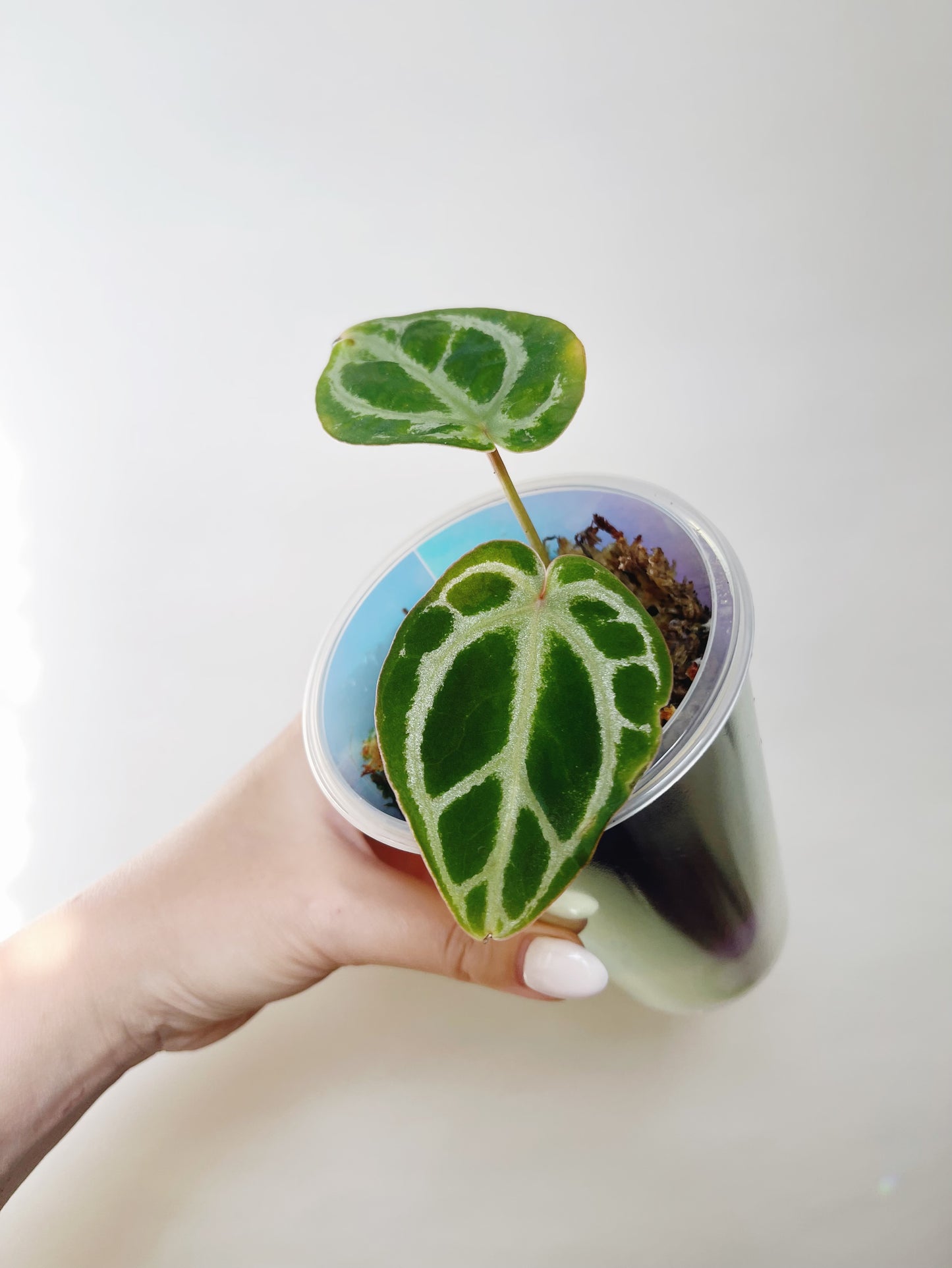 Anthurium Silver Blush (Crystallinum x Dorayaki) Self Watering Pot