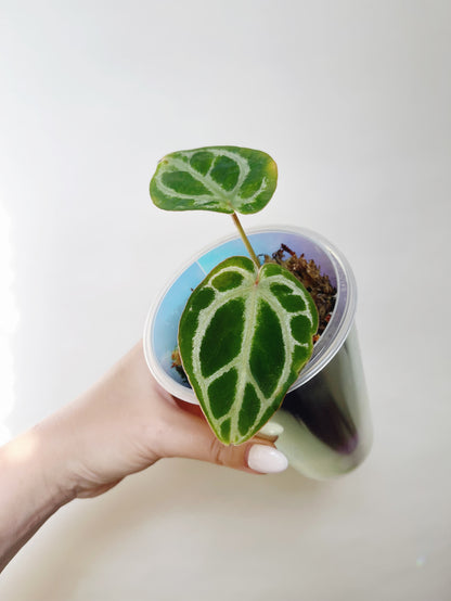 Anthurium Silver Blush (Crystallinum x Dorayaki) Self Watering Pot