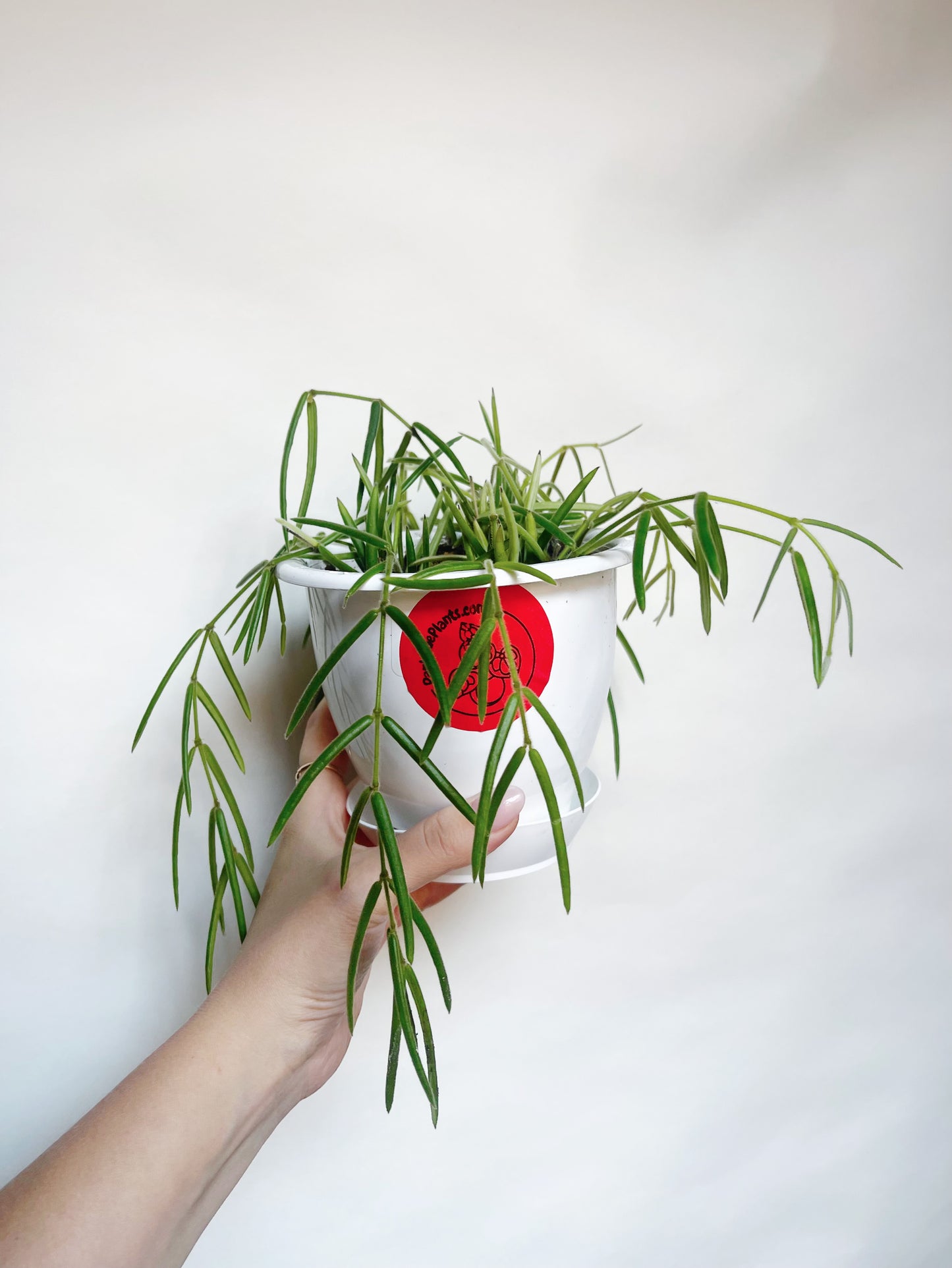 Hoya Linearis Rare Hoya 5” Hanging Basket