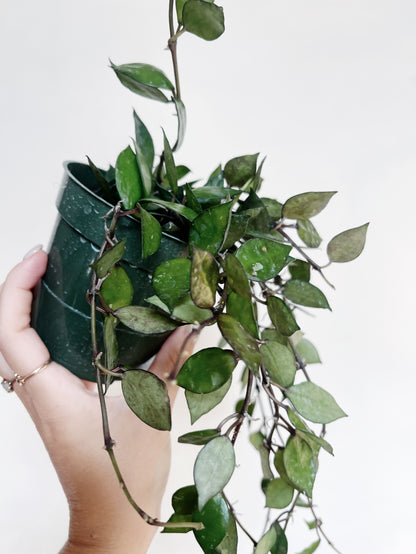 Hoya Krohniana Black 4" Pot Live Plant