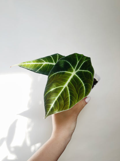 Alocasia Black Velvet Starter Plant 2.5” Pot