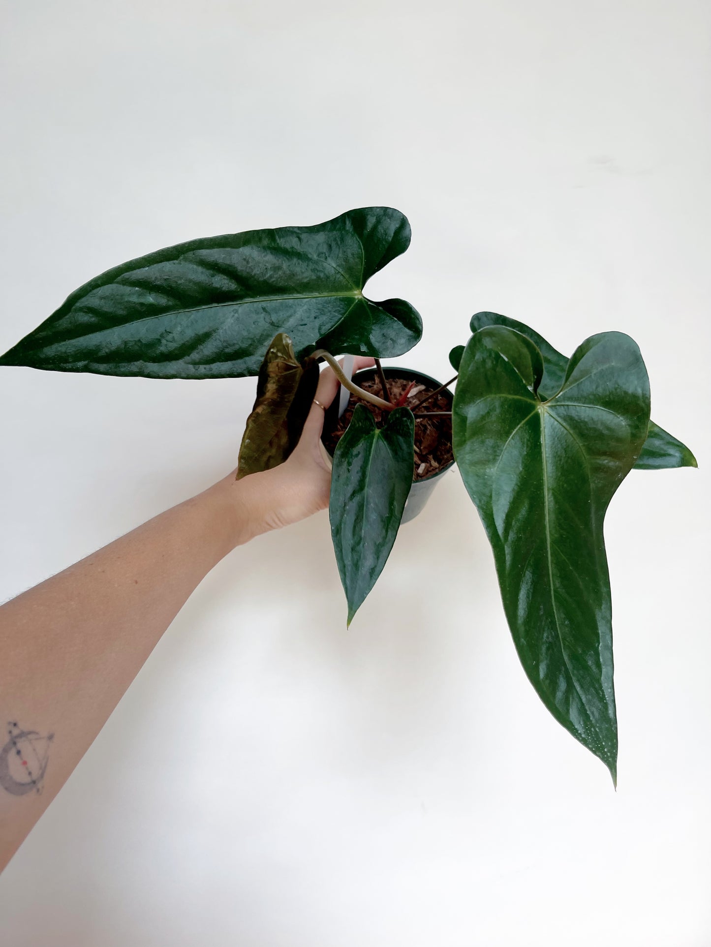 Anthurium (AOS x Forgettii) x Nigrolaminum 'Gigi' 4” Pot