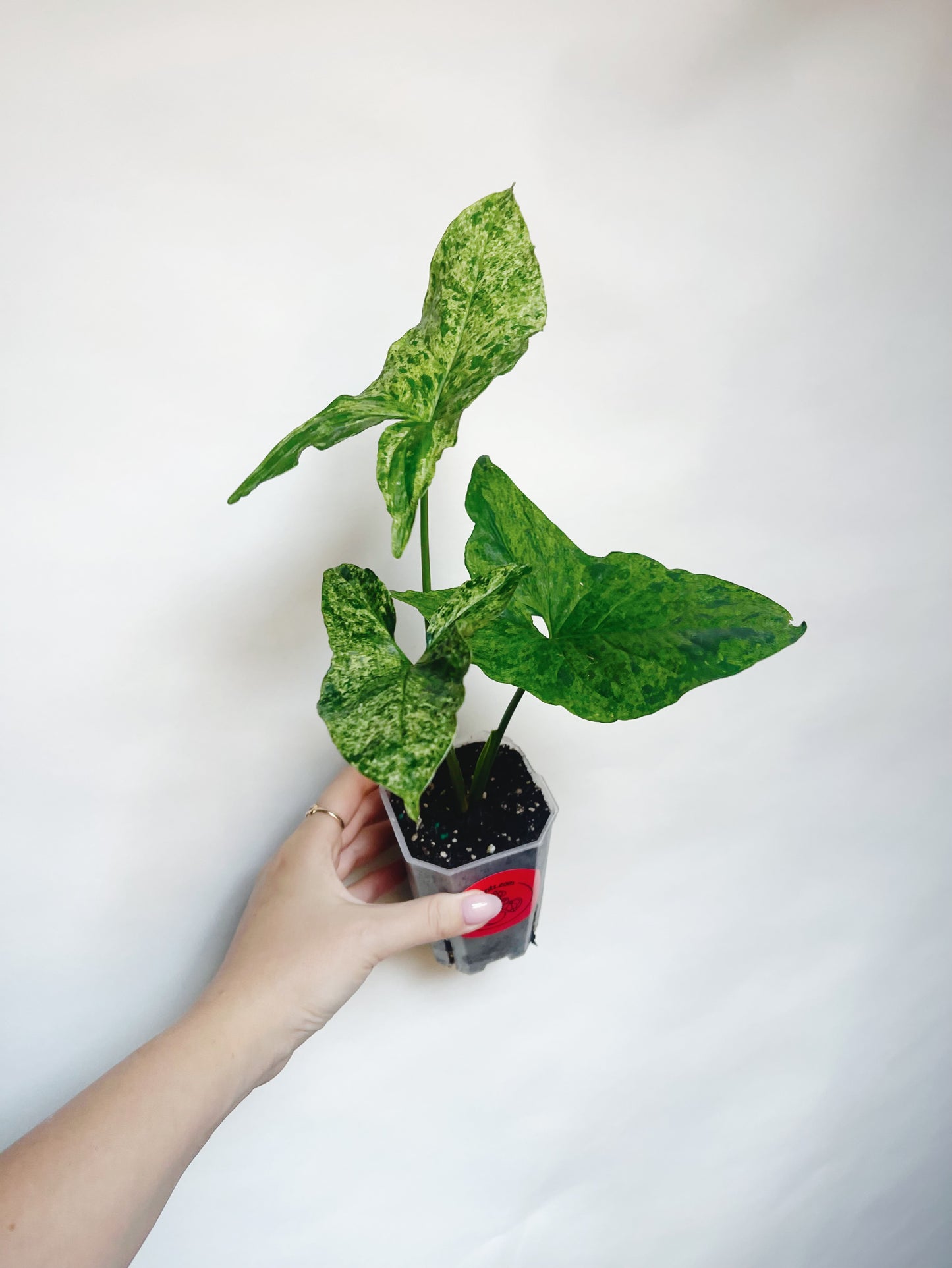 Syngonium Mojito Variegated 3” Live Plant