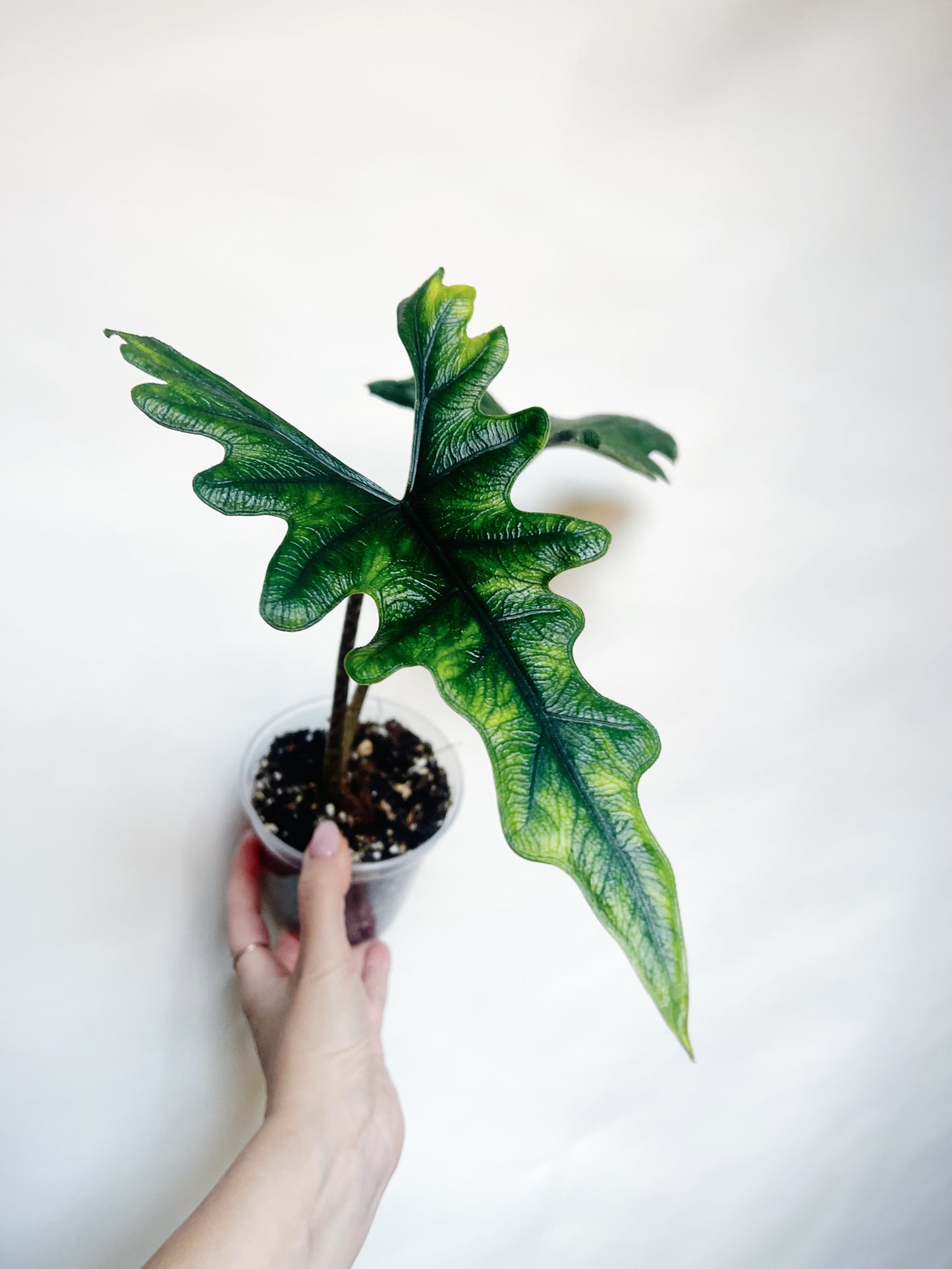 Alocasia Tandurusa Jacklyn Rare Live Plant