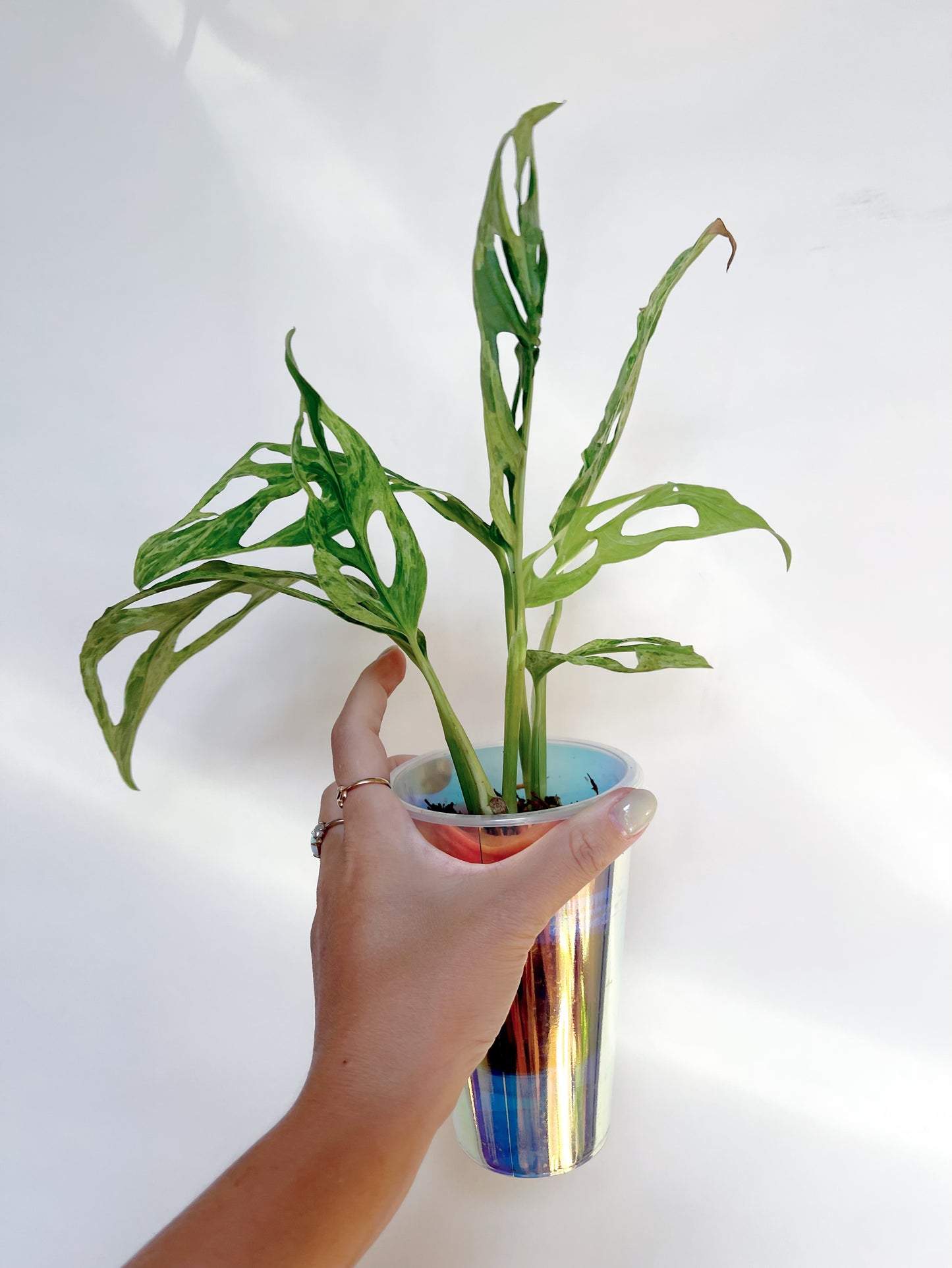Monstera Adansonii Mint 3” Self Watering Pot