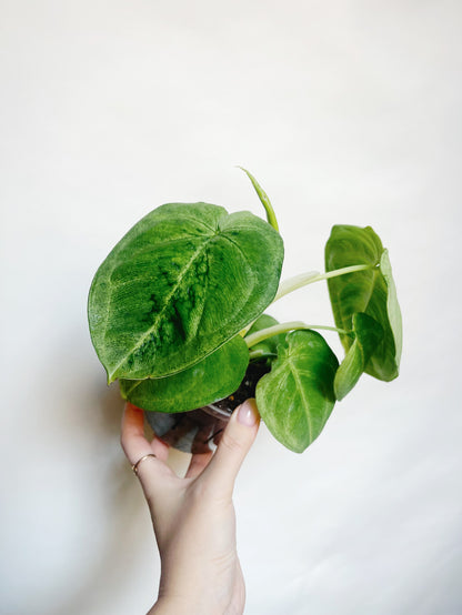 Syngonium Frosted Heart 4.5” Live Plant