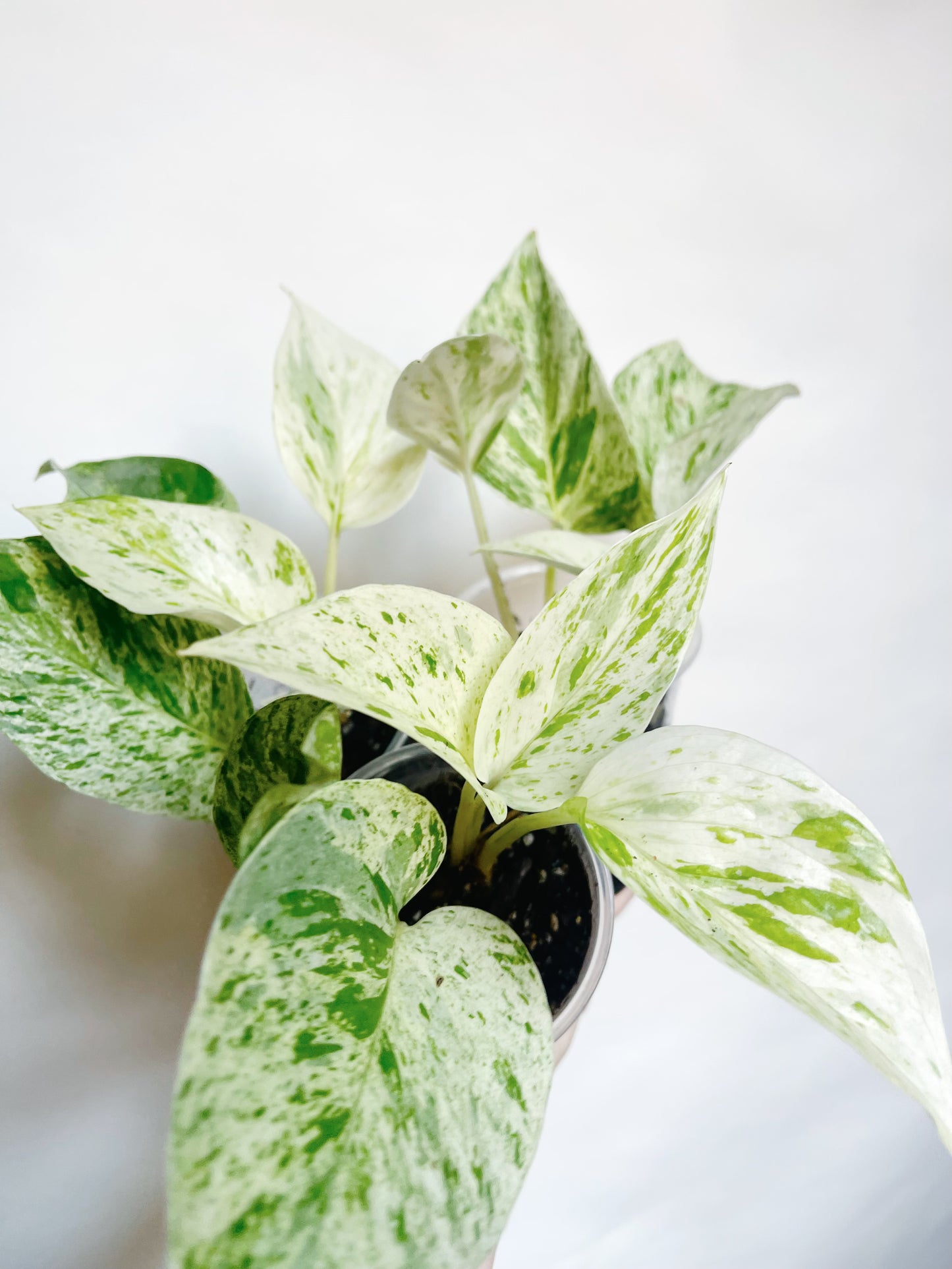 Snow Queen Pothos Live Rare Starter Plant