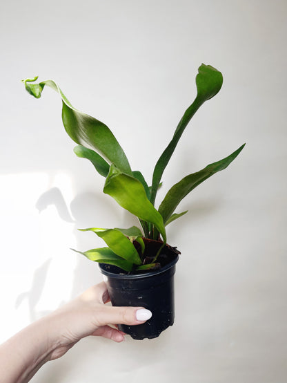 Staghorn Fern Platycerium Bifurcatum 4.5” Pot