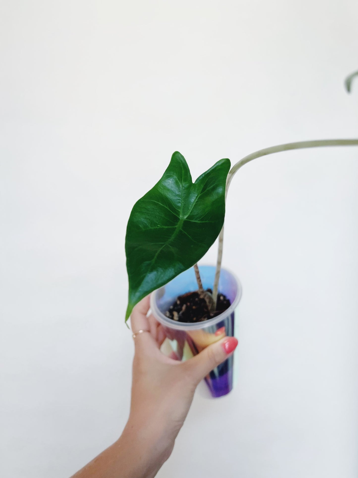 Alocasia Zebrina Starter Plant in self-watering pot