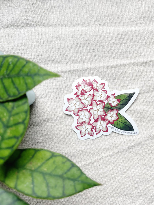 Hoya Blooms Die Cut  Vinyl Sticker Callistophylla, Burtoniae, Linearis, Krohniana, Carnosa, Caudata