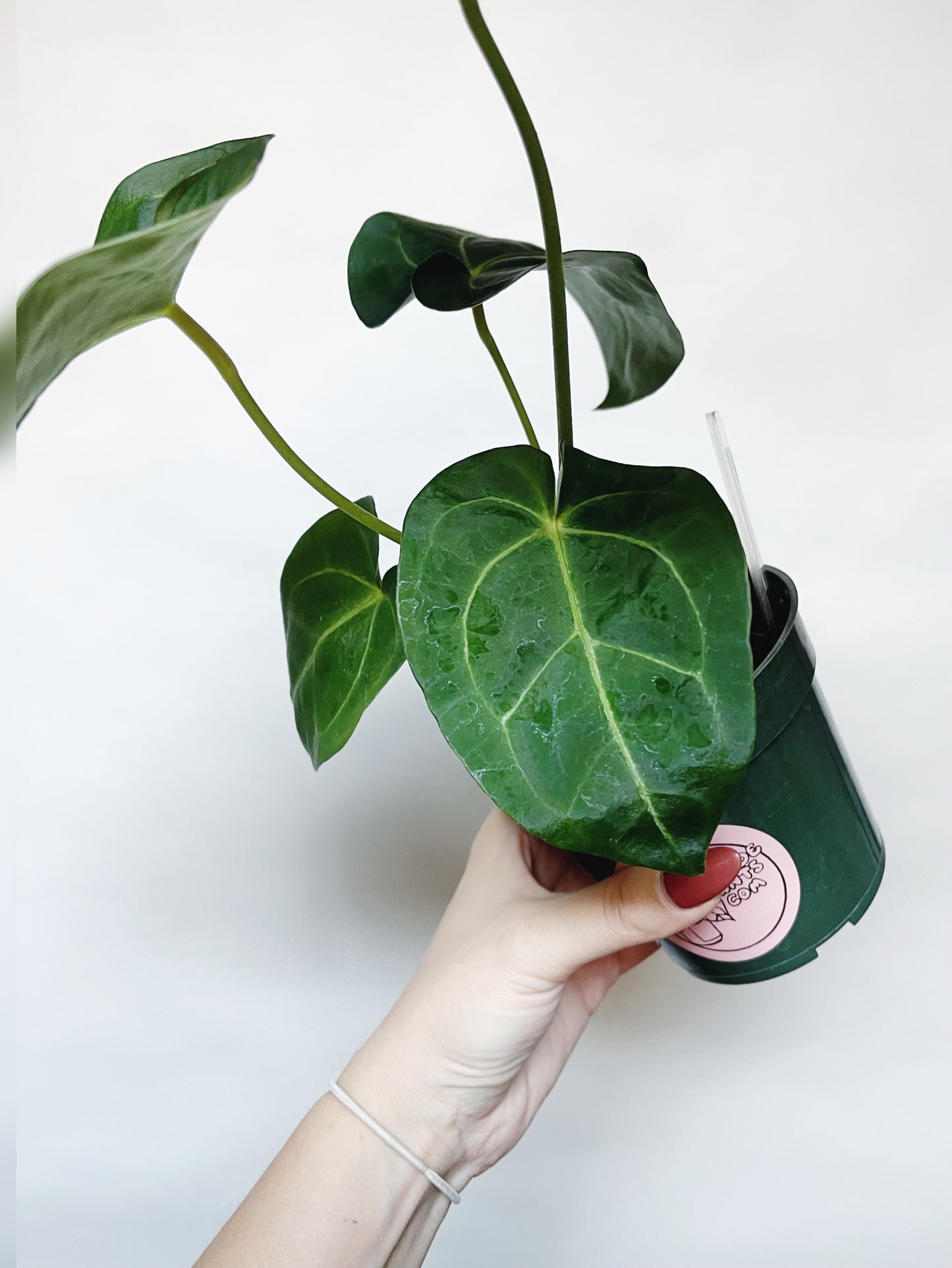 Anthurium Forgetii x Mag Silver 4" Pot