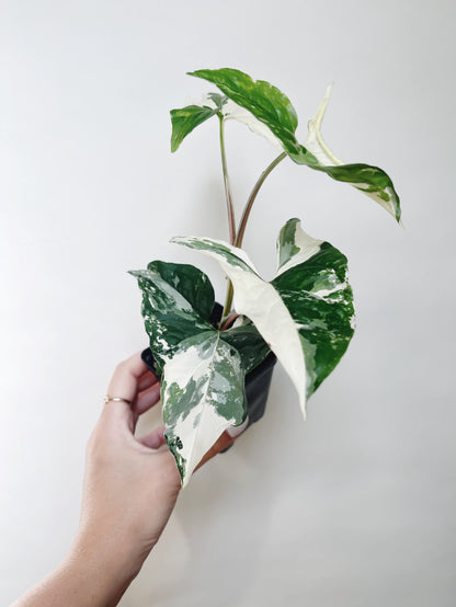 Syngonium Albo 3” Live Plant