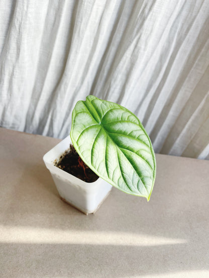 Alocasia Silver Dragon Starter Plant