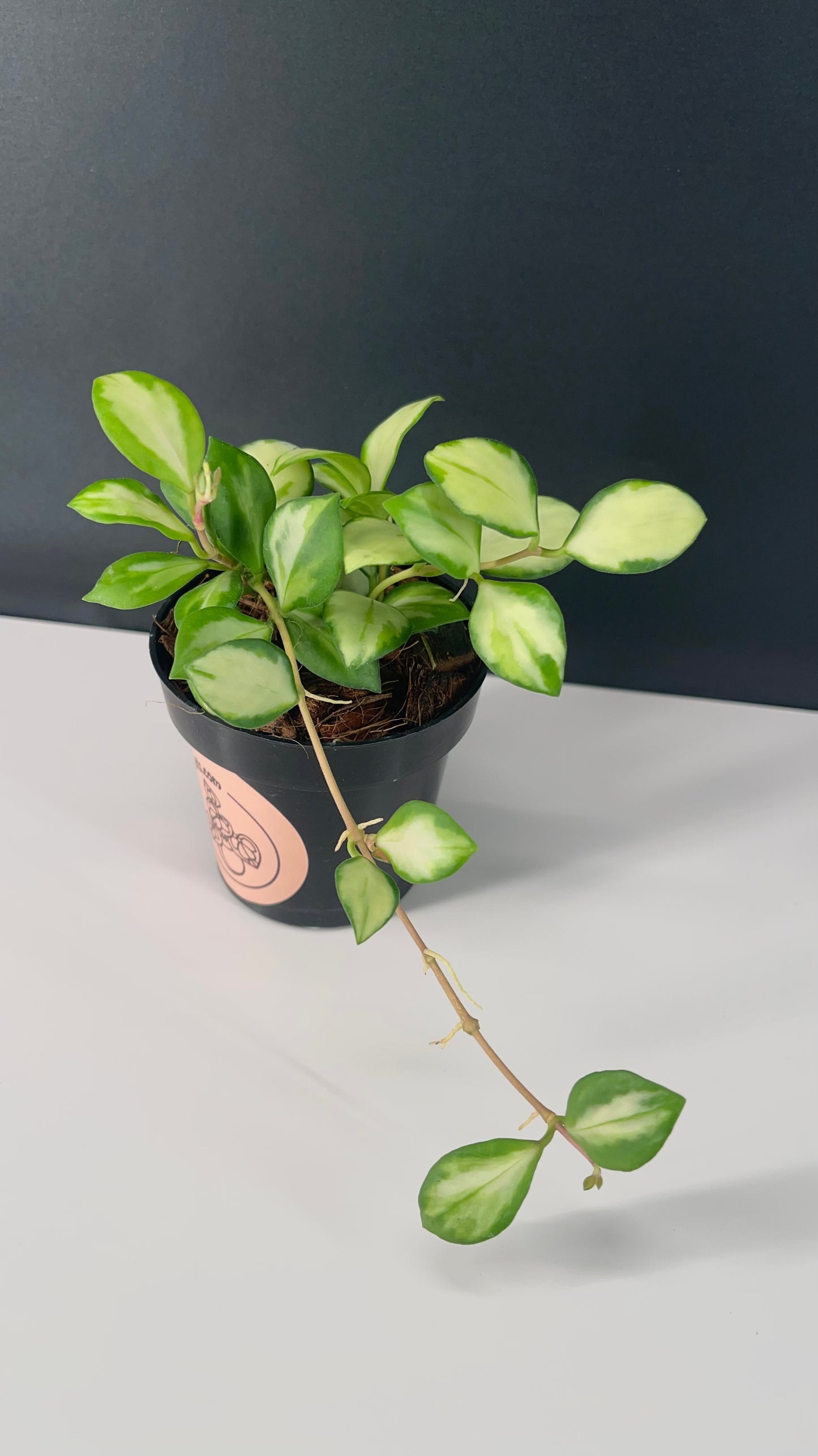 Hoya Heuschkeliana Variegated 3” Pot