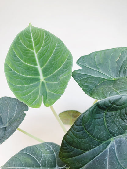 Alocasia Maharani 4.5" Pot