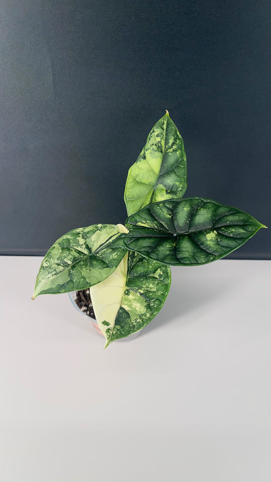 Alocasia Dragon Scale Variegated 4” Pot