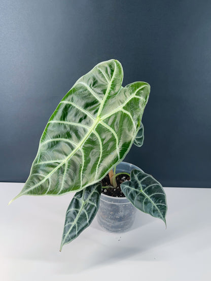 Alocasia Watsoniana 4” Pot