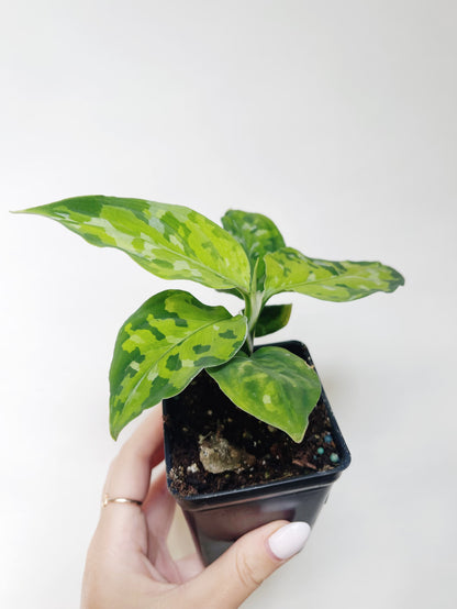 Aglaonema Pictum Tricolor 3” Pot