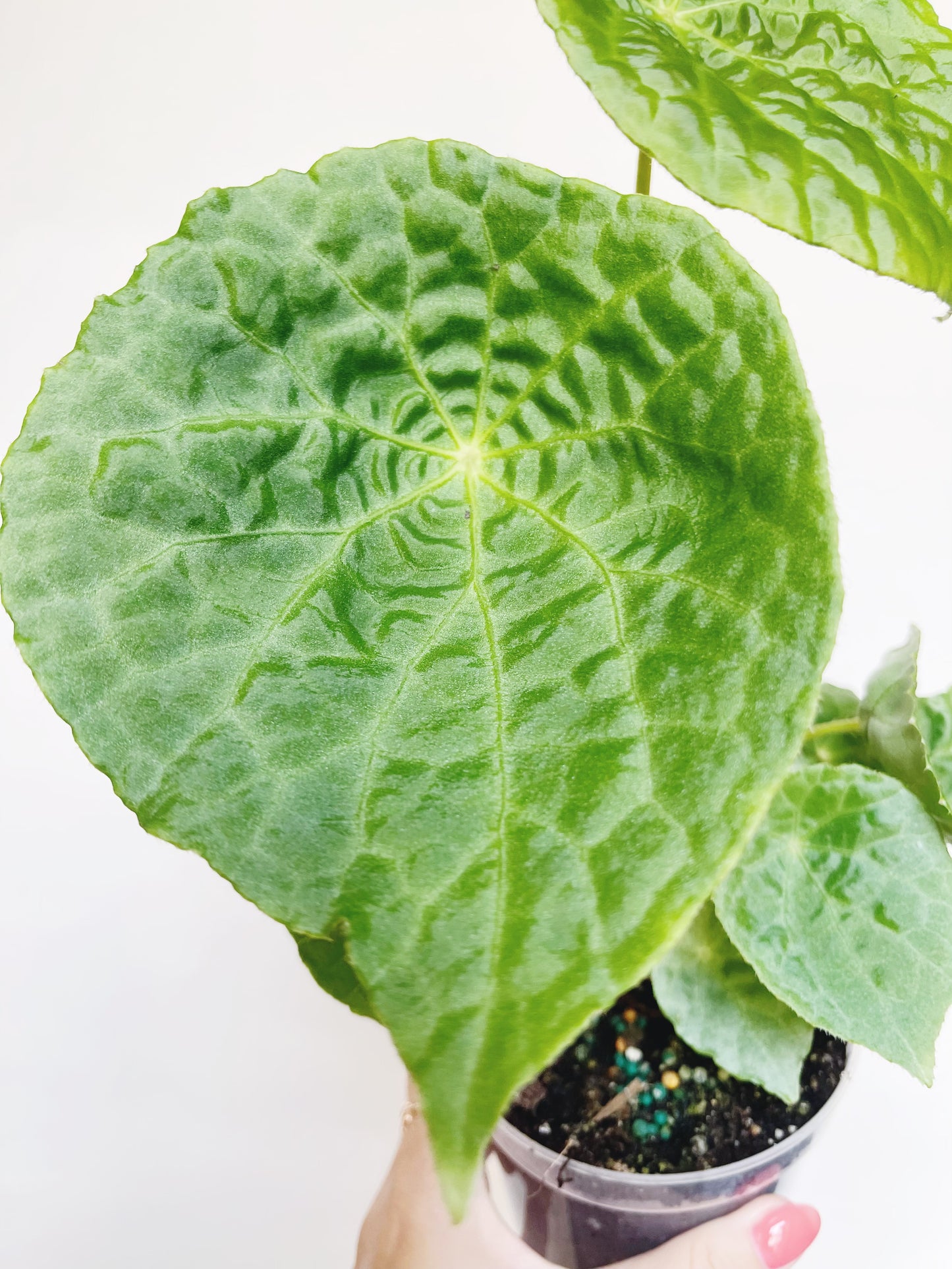 Begonia Natunaensis 4” Pot