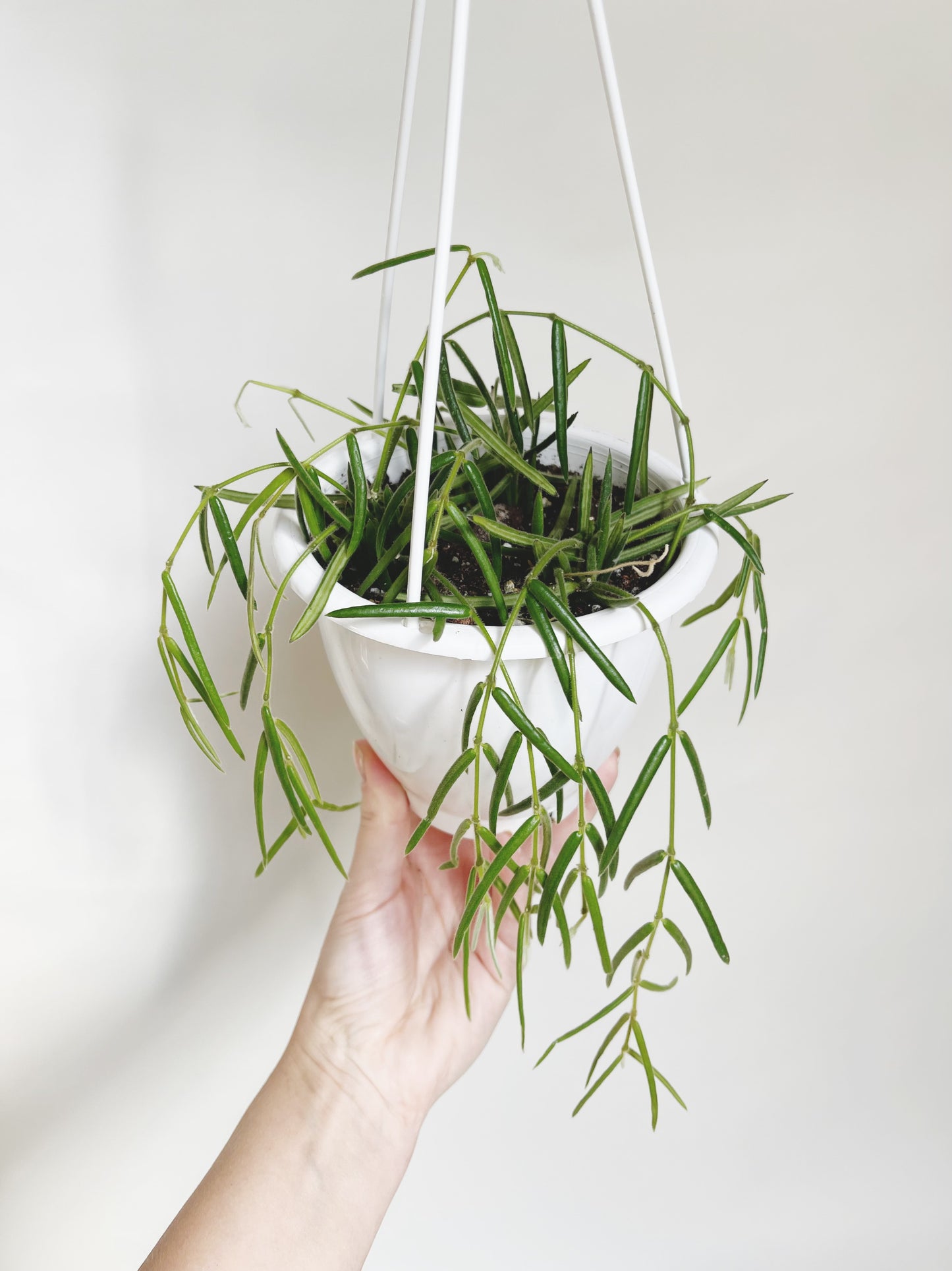 Hoya Linearis Rare Hoya 5” Hanging Basket