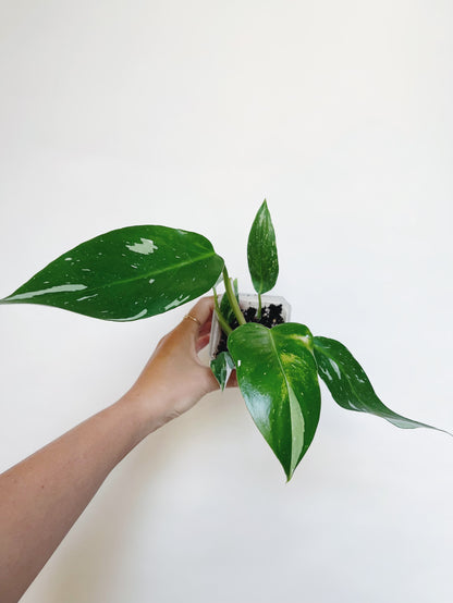 Philodendron White Princess