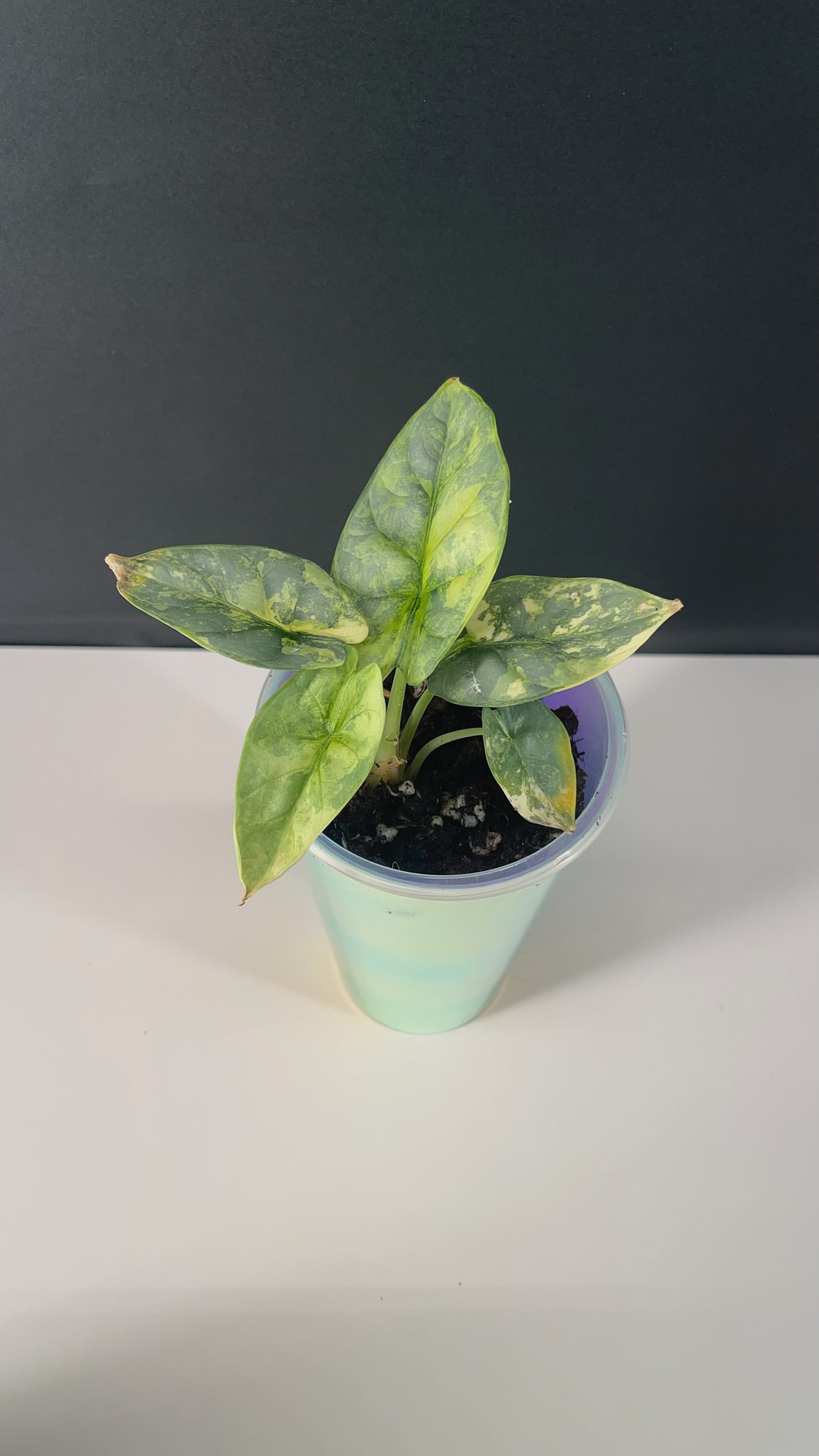 Alocasia Silver Dragon Variegated 3” Pot