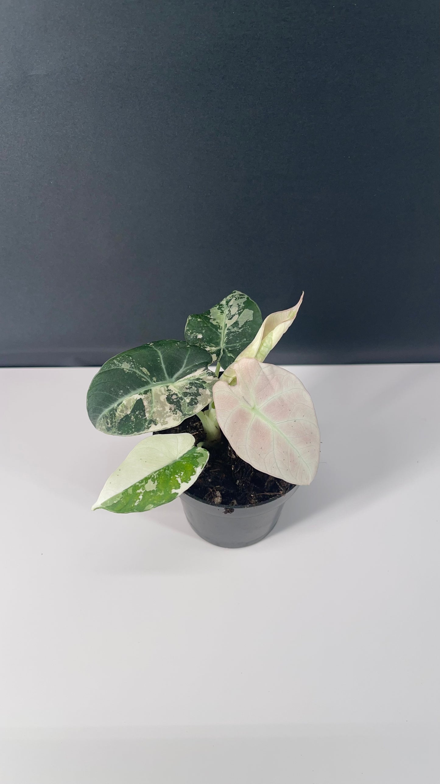 Alocasia Black Velvet Variegated Pink 3” Pot