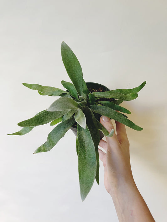 Platycerium Veitchii Silver Staghorn 4.5” Pot