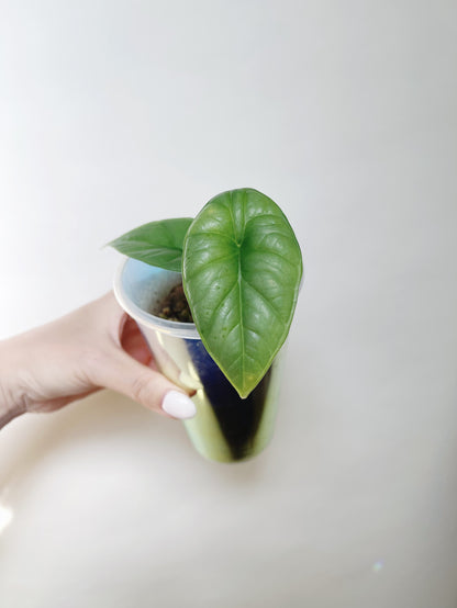 Alocasia Bisma Platinum Starter Plant in Self Watering Pot