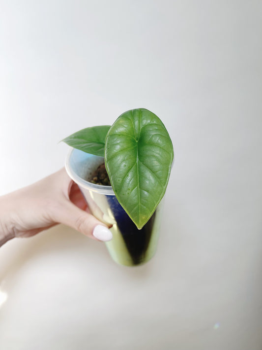 Alocasia Bisma Platinum Starter Plant in Self Watering Pot