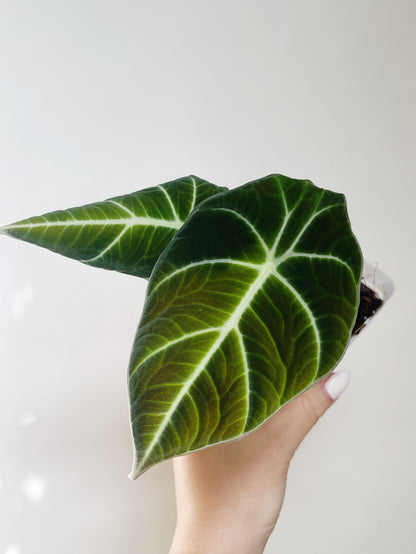 Alocasia Black Velvet Starter Plant 2.5” Pot