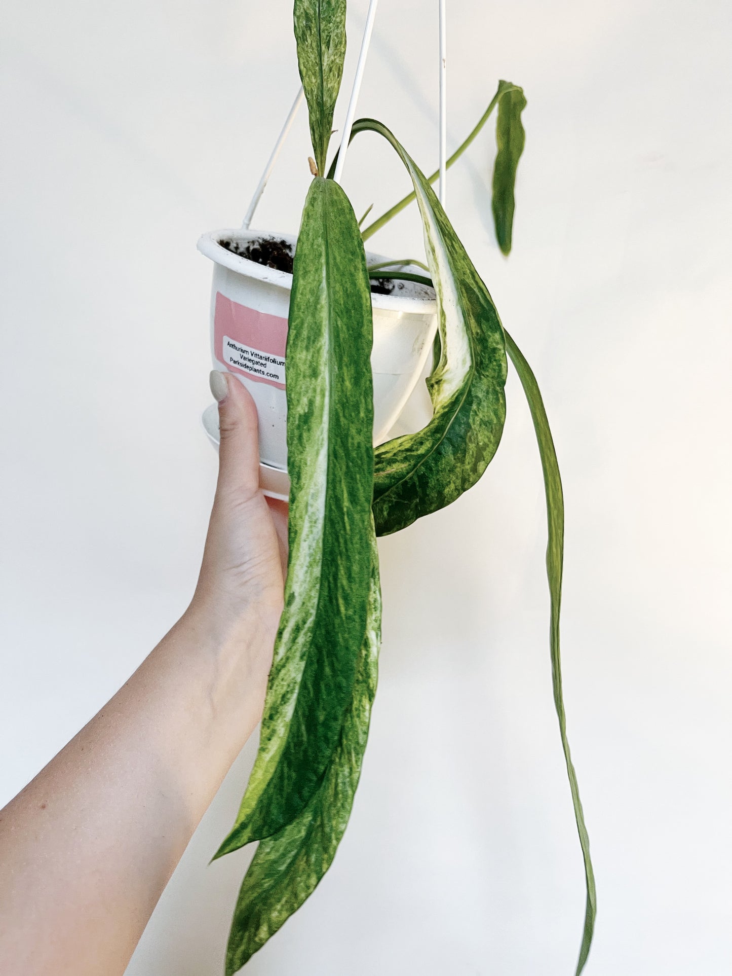 Anthurium Vittariifolium Variegated 4.5" Hanging Pot