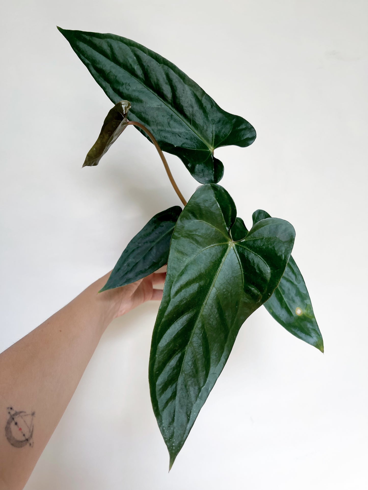 Anthurium (AOS x Forgettii) x Nigrolaminum 'Gigi' 4” Pot