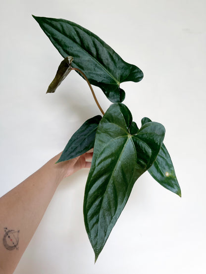 Anthurium (AOS x Forgettii) x Nigrolaminum 'Gigi' 4” Pot
