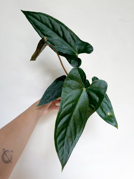 Anthurium (AOS x Forgettii) x Nigrolaminum 'Gigi' 4” Pot