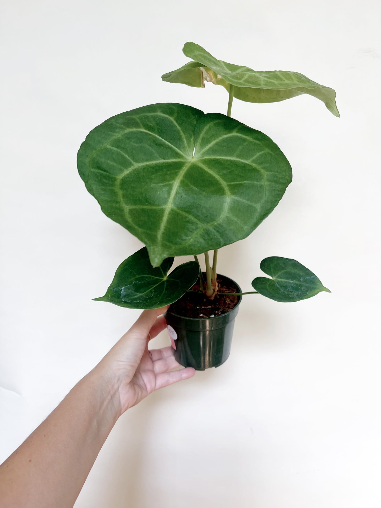 Anthurium Pterodactyl x Clarinervium 4” Pot