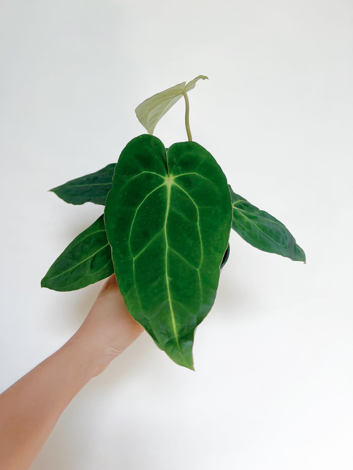 Anthurium Papillilaminum x Carlablackiae 4” Pot