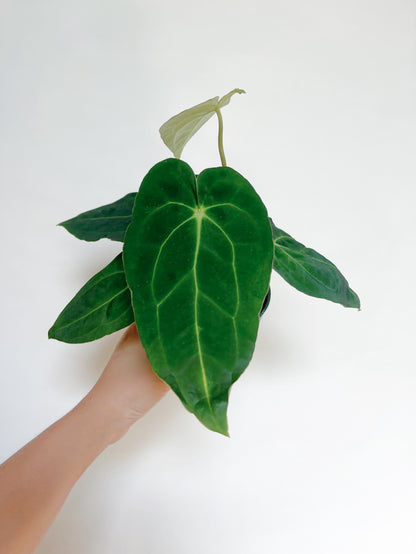 Anthurium Papillilaminum x Carlablackiae 4” Pot