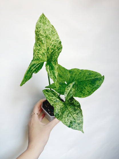 Syngonium Mojito Variegated 3” Live Plant