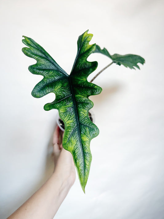 Alocasia Tandurusa Jacklyn Rare Live Plant