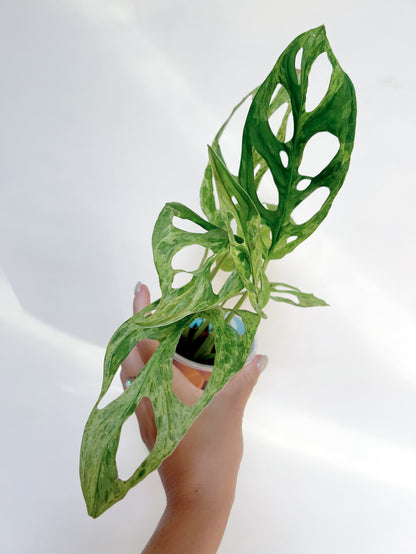 Monstera Adansonii Mint 3” Self Watering Pot
