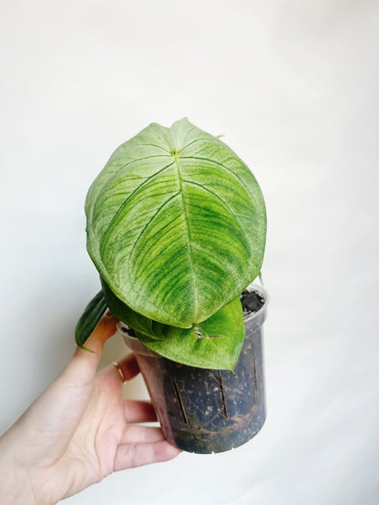 Syngonium Frosted Heart 4.5” Live Plant