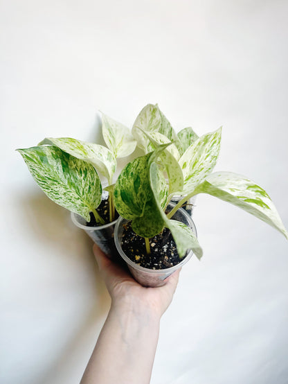 Snow Queen Pothos Live Rare Starter Plant